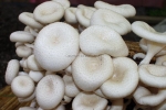 Exoten &raquo; Lentinus squarrosulus